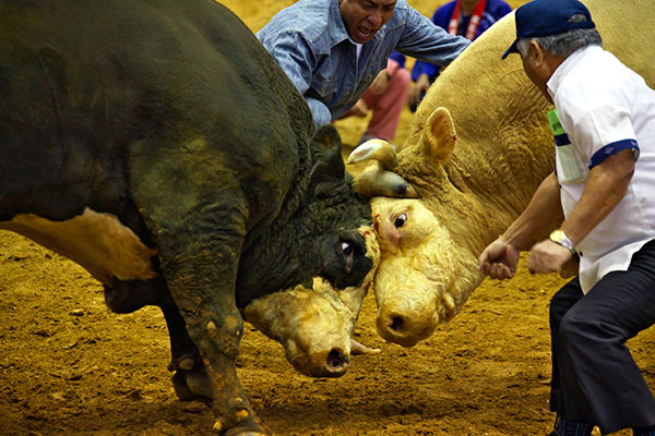 bullfight1742