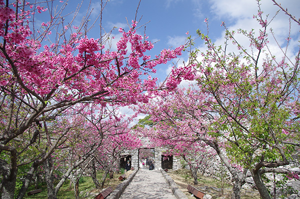 桜のトンネル