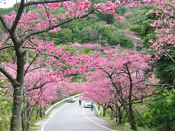 本部八重岳桜まつり (2)