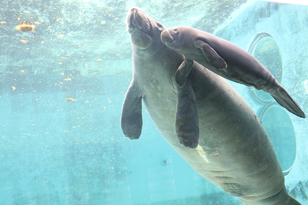 Ai-catch manatee